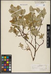 Foto von Salix hastata L.